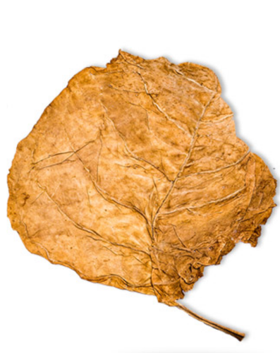 Gujarat Rustica Tobacco